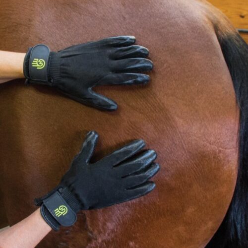 Cavalier Equestrian / HandsOn